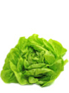 Butter Lettuce