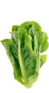 Romaine